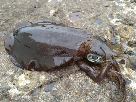 新タックルでの初釣果